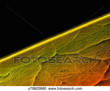 Stock Image - Coloured scanning electron micrograph (SEM) of Edge of a new razor blade (seamless double edge). A razor blade is a thin, sharp-edged piece of steel that can be fitted into a razor. It is used for shaving body hair. Magnification: x575 when shortest.... Fotosearch