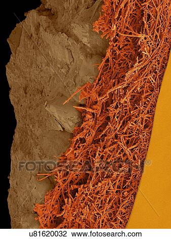 Stock Image - Coloured scanning electron micrograph (SEM) Chicken eggshell cross section (Gallus gallus domesticus). Shown from left to right in the image. hard mineralized eggshell, internal fibrous membrane and smooth inner surface of the internal membrane. The.... Fotosearch