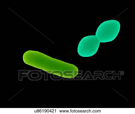 Stock Image - Coloured scanning electron micrograph (SEM) of Streptococcus pneumoniae, Gram-positive, encapsulated, coccus prokaryote (dividing). Causes (lower respiratory infection) pneumonia and (upper respiratory infections) bronchitis, laryngitis, otitis media.... Fotosearch