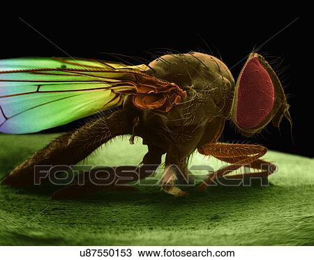 Stock Image - Coloured scanning electron micrograph (SEM) of House fly (Musca domestica). The house fly, Musca domestica, is a well-known cosmopolitan pest of both homes and farms This species is always found in association with humans or the activities of humans..... Fotosearch