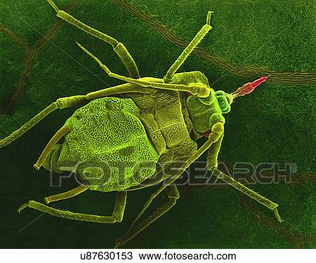 Stock Image - Coloured scanning electron micrograph (SEM) of Pea aphid (Acyrthosiphon pisum) on a bean leaf with proboscis penetrating a vein. This insect transmits alfalfa mosaic virus (rhabdovirus) and pea enation mosaic (isometric) virus. Magnification: x13 when.... Fotosearch