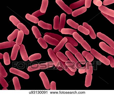 Stock Image - Coloured scanning electron micrograph (SEM) of Escherichia coli is a Gram-negative, facultatively anaerobic, enteric, rod prokaryote. This bacterium was isolated from the human intestine and is normally a part of the human and animal microbiota. Most.... Fotosearch