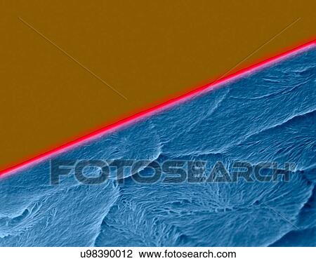 Stock Image - Coloured scanning electron micrograph (SEM) of Edge of a new razor blade (seamless double edge). A razor blade is a thin, sharp-edged piece of steel that can be fitted into a razor. It is used for shaving body hair. Magnification: x575 when shortest.... Fotosearch