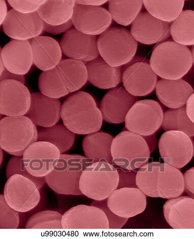 Stock Image - Coloured scanning electron micrograph (SEM) of Staphylococcus warneri, coccoid, Gram-positive prokaryote. Staphylococcus warneri is a common commensal bacterium found on the skin of humans and animals. It is a coagulase-negative Staphylococcus sp..... Fotosearch