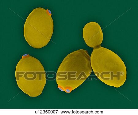 Coloured scanning electron micrograph (SEM) of brewer's yeast (Saccharomyces cerevisiae). Saccharomyces cerevisiae, also known as Baker's yeast, is a species of budding yeast. It is perhaps the most widely used yeast and has been used since ancient... View Large Photo Image Stock Photo - Coloured scanning electron micrograph (SEM) of brewer's yeast (Saccharomyces cerevisiae). Saccharomyces cerevisiae, also known as Baker's yeast, is a species of budding yeast. It is perhaps the most widely used yeast and has been used since ancient.... Fotosearch