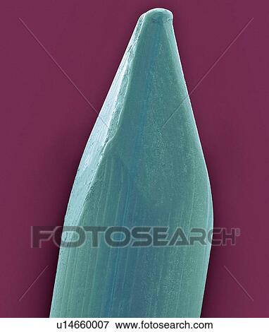 Stock Photo - Coloured scanning electron micrograph (SEM) of Tip of a finish nail. A nail is a pin-shaped, sharp object of hard metal (typically steel) used as a fastener. Nails for specialized purposes may also be made of stainless steel, brass or aluminium. Nails.... Fotosearch
