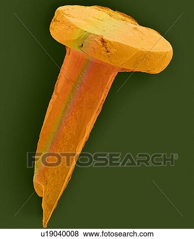 Coloured scanning electron micrograph (SEM) of Tack nail. Tacking nails are often used for carpet attachment to wood flooring. A nail is a pin-shaped, sharp object of hard metal (typically steel) used as a fastener. Nails for specialized purposes may... View Large Photo Image Stock Photo - Coloured scanning electron micrograph (SEM) of Tack nail. Tacking nails are often used for carpet attachment to wood flooring. A nail is a pin-shaped, sharp object of hard metal (typically steel) used as a fastener. Nails for specialized purposes may.... Fotosearch