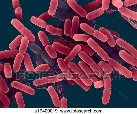 Stock Photo - Coloured scanning electron micrograph (SEM) of Escherichia coli is a Gram-negative, facultatively anaerobic, enteric, rod prokaryote. This bacterium was isolated from the human intestine and is normally a part of the human and animal microbiota. Most.... Fotosearch