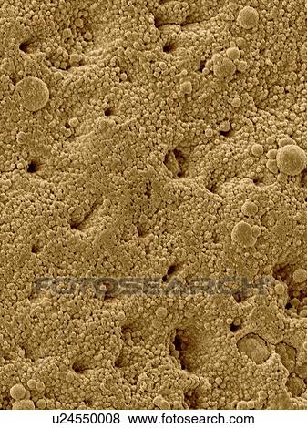 Coloured scanning electron micrograph (SEM) Chicken eggshell surface (Gallus gallus domesticus). Shown here are the surface mineral crystals that form many tiny pores in the bird eggshell. Eggshells are the outer covering of hard-shelled eggs and of... View Large Photo Image Stock Photo - Coloured scanning electron micrograph (SEM) Chicken eggshell surface (Gallus gallus domesticus). Shown here are the surface mineral crystals that form many tiny pores in the bird eggshell. Eggshells are the outer covering of hard-shelled eggs and of.... Fotosearch