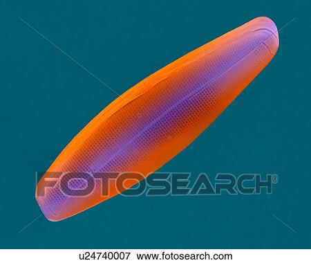 Stock Photo - Coloured scanning electron micrograph (SEM) of salt water pennate diatom frustule (Navicula sp. ). The genus Navicula is a genus of boat-shaped, single cell, photosynthetic alga. It is a pennate diatom that has a silica skeleton (frustule). These.... Fotosearch
