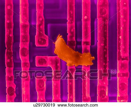 Stock Photo - Coloured scanning electron micrograph (SEM) of Computer chip (microchip, microprocessor, integrated circuit) surface with dirt. Microchips are solid-state silicon semiconductor components that can process large amounts of data. They are the central.... Fotosearch