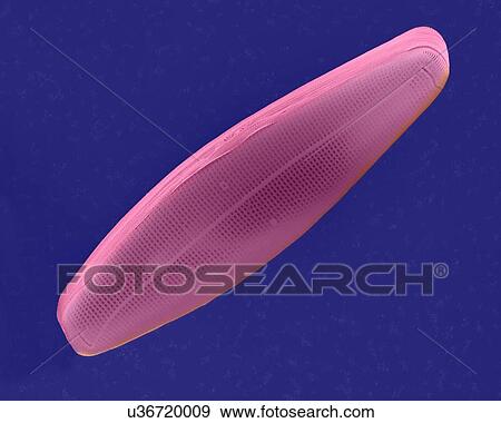 Coloured scanning electron micrograph (SEM) of salt water pennate diatom frustule (Navicula sp. ). The genus Navicula is a genus of boat-shaped, single cell, photosynthetic alga. It is a pennate diatom that has a silica skeleton (frustule). These... View Large Photo Image Stock Photo - Coloured scanning electron micrograph (SEM) of salt water pennate diatom frustule (Navicula sp. ). The genus Navicula is a genus of boat-shaped, single cell, photosynthetic alga. It is a pennate diatom that has a silica skeleton (frustule). These.... Fotosearch