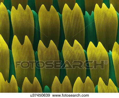 Coloured scanning electron micrograph (SEM) of Swallowtail butterfly wing scales (Papilio rutulus). The western tiger swallowtail (Papilio rutulus) is a common swallowtail butterfly in the family Papilionidae. It is prominent in western North America... View Large Photo Image Stock Photo - Coloured scanning electron micrograph (SEM) of Swallowtail butterfly wing scales (Papilio rutulus). The western tiger swallowtail (Papilio rutulus) is a common swallowtail butterfly in the family Papilionidae. It is prominent in western North America.... Fotosearch
