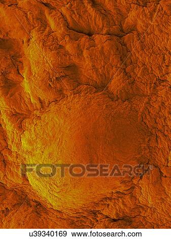 Coloured scanning electron micrograph (SEM) of Breakfast food (cereal) corn flake. Corn kernels (from corn plants, Zea mays) are ground and processed in to flat sheets. They are then cooked to form corn flakes. Corn flakes are a common breakfast food... View Large Photo Image Stock Photo - Coloured scanning electron micrograph (SEM) of Breakfast food (cereal) corn flake. Corn kernels (from corn plants, Zea mays) are ground and processed in to flat sheets. They are then cooked to form corn flakes. Corn flakes are a common breakfast food.... Fotosearch