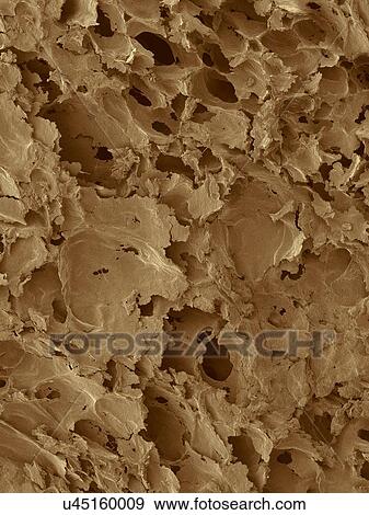 Stock Photo - Coloured scanning electron micrograph (SEM) of White bread surface. Shown here is a slice of white sandwich bread, revealing the large airspaces that develop as a result of the action of the yeast. White bread made from wheat flour that has the bran.... Fotosearch