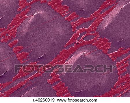 Stock Photo - Coloured scanning electron micrograph (SEM) of Plastic wrap, Glad Press'n Seal. Plastic wrap is a thin plastic film (less than 0. 01mm in thickness) that typically is used for sealing food items in containers to keep them fresh. Glad Press'n Seal wrap.... Fotosearch