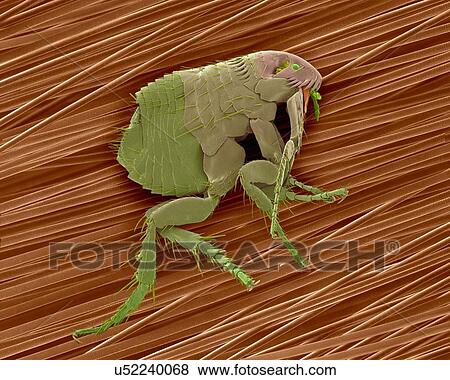 Stock Photo - Coloured scanning electron micrograph (SEM) of a common dog flea (Ctenocephalides canis) on dog hair. This flea lives as an ectoparasite on a wide variety of mammals, in particular the domestic dog or cat. This flea serves as the intermediate host of.... Fotosearch