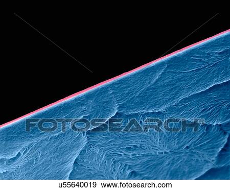 Stock Photo - Coloured scanning electron micrograph (SEM) of Edge of a new razor blade (seamless double edge). A razor blade is a thin, sharp-edged piece of steel that can be fitted into a razor. It is used for shaving body hair. Magnification: x575 when shortest.... Fotosearch