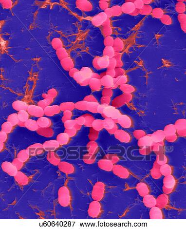 Stock Photo - Coloured scanning electron micrograph (SEM) of Streptococcus thermophilus, Gram-positive, coccoid prokaryote (bacterium). Streptococcus thermophilus (also known as: Streptococcus salivarius subsp. thermophilus) is a facultative anaerobe that belongs.... Fotosearch