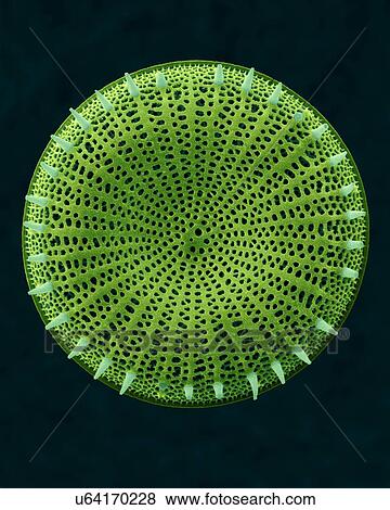 Coloured scanning electron micrograph (SEM) of centric fossil diatom frustule (Stephanodiscus sp. ). This fresh water diatom frustule came from deposits found at Kalamath Falls, Oregon. This freshwater centric diatom is found in fresh water streams,... View Large Photo Image Stock Photo - Coloured scanning electron micrograph (SEM) of centric fossil diatom frustule (Stephanodiscus sp. ). This fresh water diatom frustule came from deposits found at Kalamath Falls, Oregon. This freshwater centric diatom is found in fresh water streams,.... Fotosearch