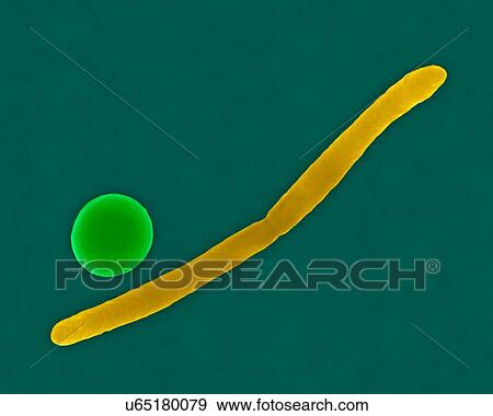 Stock Photo - Coloured scanning electron micrograph (SEM) of Bacillus versus Coccus bacteria morphology. Fusobacterium sp., Gram-negative, anaerobic, non-motile, bacillus prokaryote (characterized by a long, slender shape and pointed ends). Streptococcus sp. -.... Fotosearch