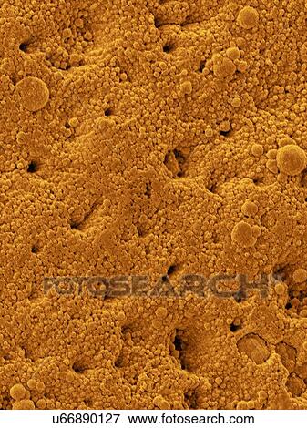 Coloured scanning electron micrograph (SEM) Chicken eggshell surface (Gallus gallus domesticus). Shown here are the surface mineral crystals that form many tiny pores in the bird eggshell. Eggshells are the outer covering of hard-shelled eggs and of... View Large Photo Image Stock Photo - Coloured scanning electron micrograph (SEM) Chicken eggshell surface (Gallus gallus domesticus). Shown here are the surface mineral crystals that form many tiny pores in the bird eggshell. Eggshells are the outer covering of hard-shelled eggs and of.... Fotosearch