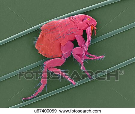 Coloured scanning electron micrograph (SEM) of a common dog flea (Ctenocephalides canis) on dog hair. This flea lives as an ectoparasite on a wide variety of mammals, in particular the domestic dog or cat. This flea serves as the intermediate host of... View Large Photo Image Stock Photo - Coloured scanning electron micrograph (SEM) of a common dog flea (Ctenocephalides canis) on dog hair. This flea lives as an ectoparasite on a wide variety of mammals, in particular the domestic dog or cat. This flea serves as the intermediate host of.... Fotosearch