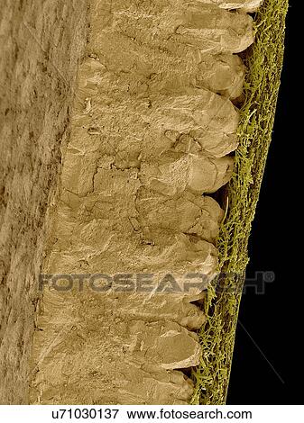 Coloured scanning electron micrograph (SEM) Chicken eggshell cross section (Gallus gallus domesticus). Shown from left to right in the image. hard mineralized eggshell and inner fibrous membrane. The hard mineralized eggshell contains calcium... View Large Photo Image Stock Photo - Coloured scanning electron micrograph (SEM) Chicken eggshell cross section (Gallus gallus domesticus). Shown from left to right in the image. hard mineralized eggshell and inner fibrous membrane. The hard mineralized eggshell contains calcium.... Fotosearch