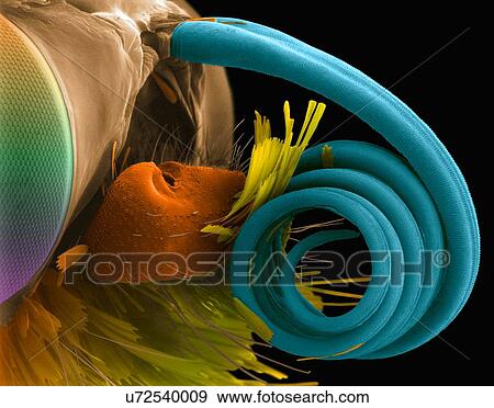Stock Photo - Coloured scanning electron micrograph (SEM) of Woodland skipper butterfly compound eye and proboscis (Ochlodes sylvanoides). (Ochlodes sylvanoides). Skippers exhibit some moth-like traits and some butterfly-like traits. Like moths, they have stocky,.... Fotosearch