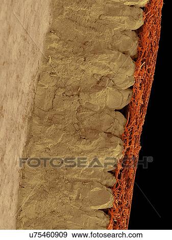 Stock Photo - Coloured scanning electron micrograph (SEM) Chicken eggshell cross section (Gallus gallus domesticus). Shown from left to right in the image. hard mineralized eggshell and inner fibrous membrane. The hard mineralized eggshell contains calcium.... Fotosearch