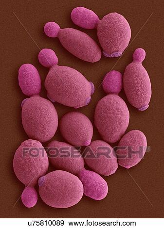 Coloured scanning electron micrograph (SEM) of Komagataella phaffii - methylotrophic yeast. Komagataella phaffii is a newly identified yeast that has methanol-assimilating capabilities. It can use methanol as a sole carbon source when glycerol or... View Large Photo Image Stock Photo - Coloured scanning electron micrograph (SEM) of Komagataella phaffii - methylotrophic yeast. Komagataella phaffii is a newly identified yeast that has methanol-assimilating capabilities. It can use methanol as a sole carbon source when glycerol or.... Fotosearch