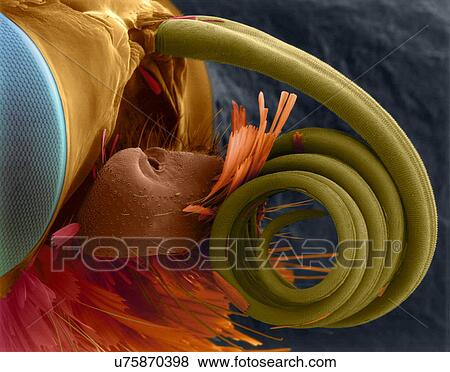 Coloured scanning electron micrograph (SEM) of Woodland skipper butterfly compound eye and proboscis (Ochlodes sylvanoides). (Ochlodes sylvanoides). Skippers exhibit some moth-like traits and some butterfly-like traits. Like moths, they have stocky,... View Large Photo Image Stock Photo - Coloured scanning electron micrograph (SEM) of Woodland skipper butterfly compound eye and proboscis (Ochlodes sylvanoides). (Ochlodes sylvanoides). Skippers exhibit some moth-like traits and some butterfly-like traits. Like moths, they have stocky,.... Fotosearch