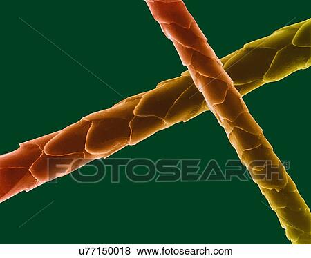 Stock Photo - Coloured scanning electron micrograph (SEM) Cat hair (Felis silvestris catus). Cats have four types of hair. There are short fluffy hairs called secondary hairs. Other names for secondary hairs include underfur and undercoat. The second type is the.... Fotosearch
