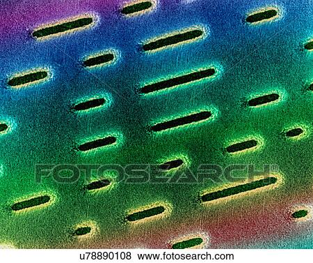 Coloured scanning electron micrograph (SEM) of Compact disc surface (CD, CD-ROM). A CD is a plastic disc that is etched or pressed with a series of fine depressions representing the digitized audio or musical signal. A very thin layer of metal is used... View Large Photo Image Stock Photo - Coloured scanning electron micrograph (SEM) of Compact disc surface (CD, CD-ROM). A CD is a plastic disc that is etched or pressed with a series of fine depressions representing the digitized audio or musical signal. A very thin layer of metal is used.... Fotosearch