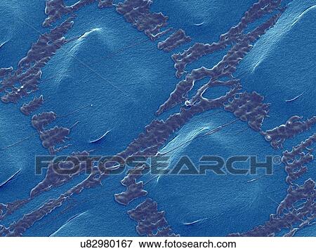 Stock Photo - Coloured scanning electron micrograph (SEM) of Plastic wrap, Glad Press'n Seal. Plastic wrap is a thin plastic film (less than 0. 01mm in thickness) that typically is used for sealing food items in containers to keep them fresh. Glad Press'n Seal wrap.... Fotosearch