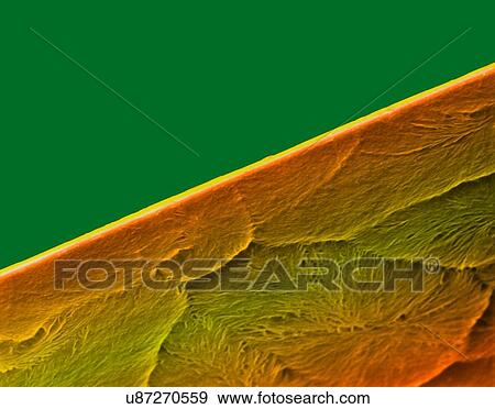 Stock Photo - Coloured scanning electron micrograph (SEM) of Edge of a new razor blade (seamless double edge). A razor blade is a thin, sharp-edged piece of steel that can be fitted into a razor. It is used for shaving body hair. Magnification: x575 when shortest.... Fotosearch