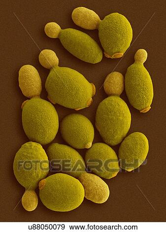 Stock Photo - Coloured scanning electron micrograph (SEM) of Komagataella phaffii - methylotrophic yeast. Komagataella phaffii is a newly identified yeast that has methanol-assimilating capabilities. It can use methanol as a sole carbon source when glycerol or.... Fotosearch