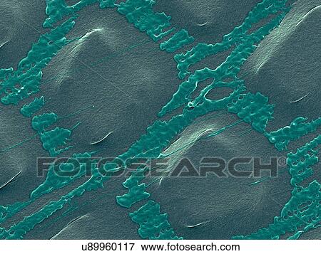 Stock Photo - Coloured scanning electron micrograph (SEM) of Plastic wrap, Glad Press'n Seal. Plastic wrap is a thin plastic film (less than 0. 01mm in thickness) that typically is used for sealing food items in containers to keep them fresh. Glad Press'n Seal wrap.... Fotosearch