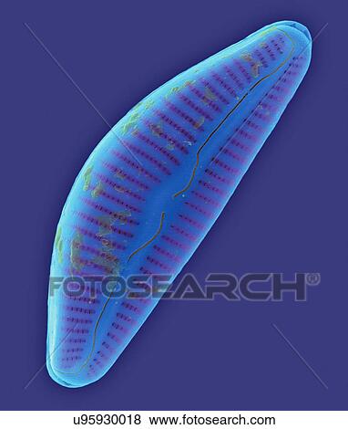 Stock Photo - Coloured scanning electron micrograph (SEM) of marine pennate diatom frustule (Cymbella sp. ). The genus Cymbella is an asymmetrical biraphid, pennate diatom. This genus occurs in both fresh water and salt water and is a periphytic diatom. The body or.... Fotosearch