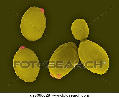 Stock Photo - Coloured scanning electron micrograph (SEM) of brewer's yeast (Saccharomyces cerevisiae). Saccharomyces cerevisiae, also known as Baker's yeast, is a species of budding yeast. It is perhaps the most widely used yeast and has been used since ancient.... Fotosearch