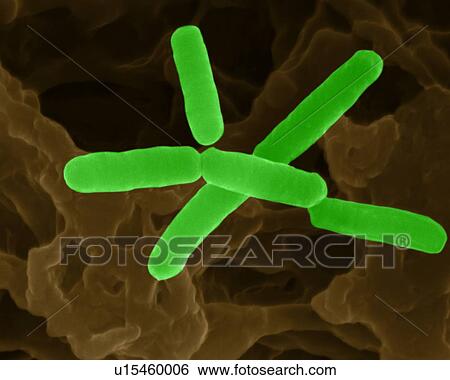 Stock Photograph - Coloured scanning electron micrograph (SEM) of Bradyrhizobium is a genus of Gram-negative, soil bacteria in the family Bradyrhizobiaceae. Many of the species of this genus fix nitrogen. It forms symbiotic relationship with modulated plant root systems.... Fotosearch