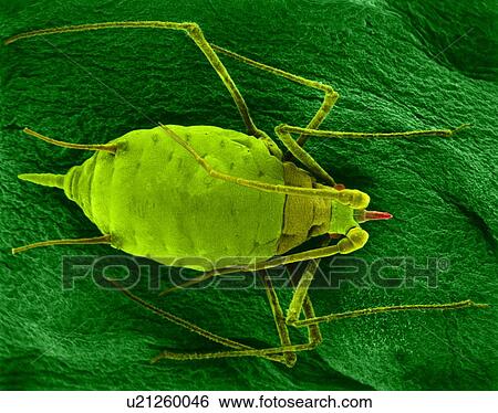 Stock Photograph - Coloured scanning electron micrograph (SEM) of Aphid mummy (Acyrthosiphon pisum) on a bean leaf. The aphid was parasitized by an aphid wasp which laid its egg inside the live aphid. The newly hatched wasp larvae used the aphid body contents for food,.... Fotosearch