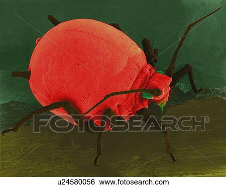 Coloured scanning electron micrograph (SEM) of Cotton aphid (Aphis gossypii) on an hibiscus leaf. Also called the melon aphid it is commonly associated with outbreaks on cotton in the Southeast. This insect has many generations per year and is often... View Large Photo Image Stock Photograph - Coloured scanning electron micrograph (SEM) of Cotton aphid (Aphis gossypii) on an hibiscus leaf. Also called the melon aphid it is commonly associated with outbreaks on cotton in the Southeast. This insect has many generations per year and is often.... Fotosearch