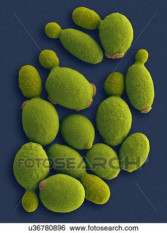Stock Photograph - Coloured scanning electron micrograph (SEM) of Komagataella phaffii - methylotrophic yeast. Komagataella phaffii is a newly identified yeast that has methanol-assimilating capabilities. It can use methanol as a sole carbon source when glycerol or.... Fotosearch