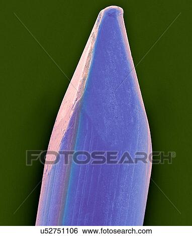 Coloured scanning electron micrograph (SEM) of Tip of a finish nail. A nail is a pin-shaped, sharp object of hard metal (typically steel) used as a fastener. Nails for specialized purposes may also be made of stainless steel, brass or aluminium. Nails... View Large Photo Image Stock Photograph - Coloured scanning electron micrograph (SEM) of Tip of a finish nail. A nail is a pin-shaped, sharp object of hard metal (typically steel) used as a fastener. Nails for specialized purposes may also be made of stainless steel, brass or aluminium. Nails.... Fotosearch