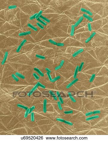 Stock Photograph - Coloured scanning electron micrograph (SEM) of Photocomposite, E. coli on the surface of human skin. Escherichia coli is a Gram-negative, facultatively anaerobic, enteric, rod prokaryote. This bacterium is normally a part of the human and animal.... Fotosearch
