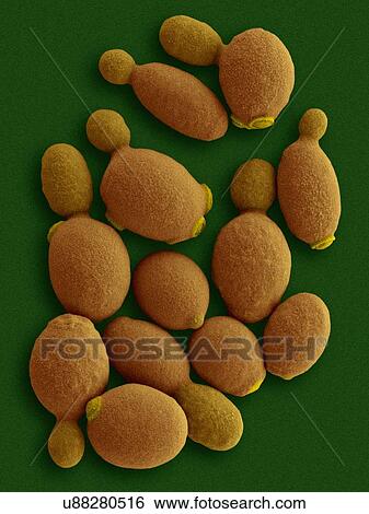 Stock Photograph - Coloured scanning electron micrograph (SEM) of Komagataella phaffii - methylotrophic yeast. Komagataella phaffii is a newly identified yeast that has methanol-assimilating capabilities. It can use methanol as a sole carbon source when glycerol or.... Fotosearch