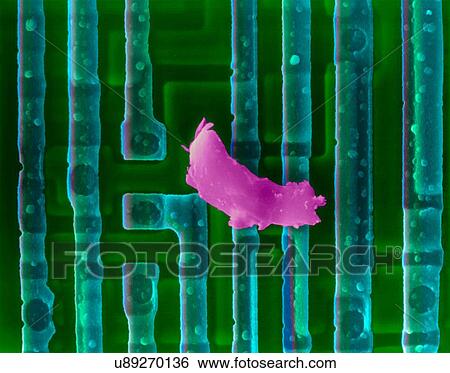 Coloured scanning electron micrograph (SEM) of Computer chip (microchip, microprocessor, integrated circuit) surface with dirt. Microchips are solid-state silicon semiconductor components that can process large amounts of data. They are the central... View Large Photo Image Stock Photograph - Coloured scanning electron micrograph (SEM) of Computer chip (microchip, microprocessor, integrated circuit) surface with dirt. Microchips are solid-state silicon semiconductor components that can process large amounts of data. They are the central.... Fotosearch