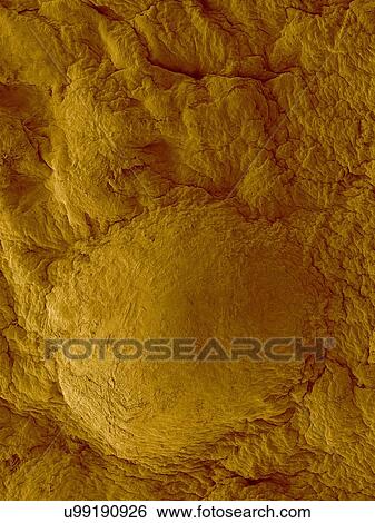 Stock Photograph - Coloured scanning electron micrograph (SEM) of Breakfast food (cereal) corn flake. Corn kernels (from corn plants, Zea mays) are ground and processed in to flat sheets. They are then cooked to form corn flakes. Corn flakes are a common breakfast food.... Fotosearch