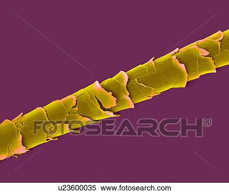 Coloured Scanning Electron Micrograph Sem Dog Hair Shih Tzu